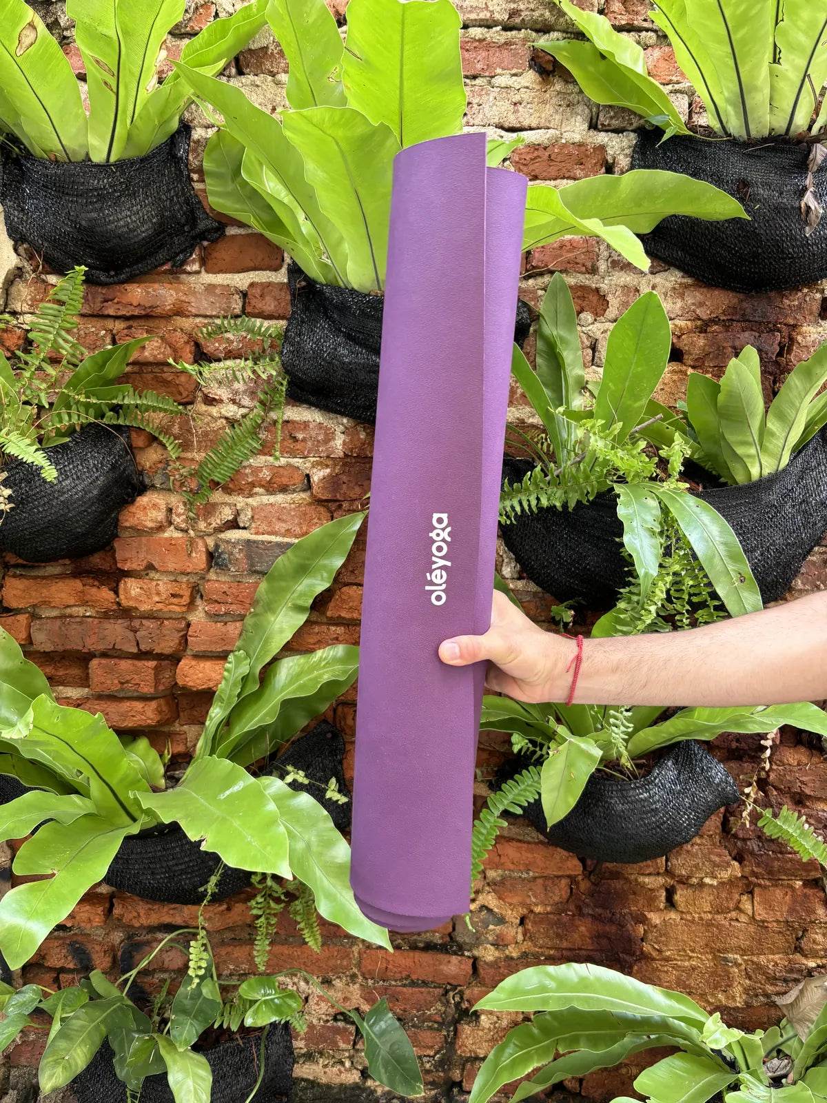 Hands holding a rolled oléyoga yoga mat in front of a living wall of ferns